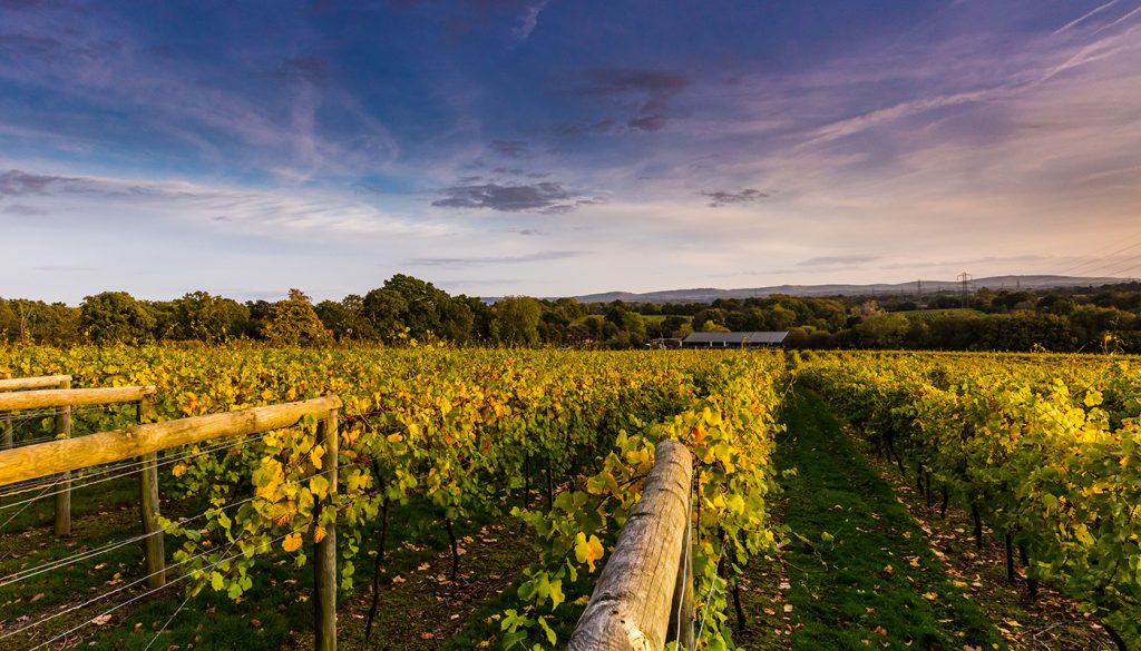 Lush green vines at an English vineyard