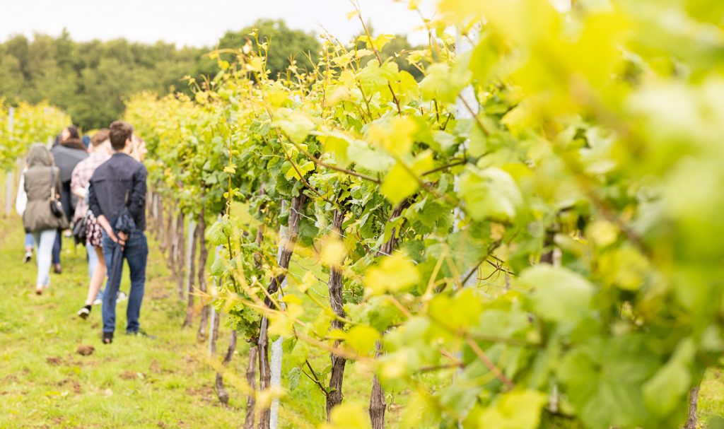 Vineyard tour at Bolney Wine Estate
