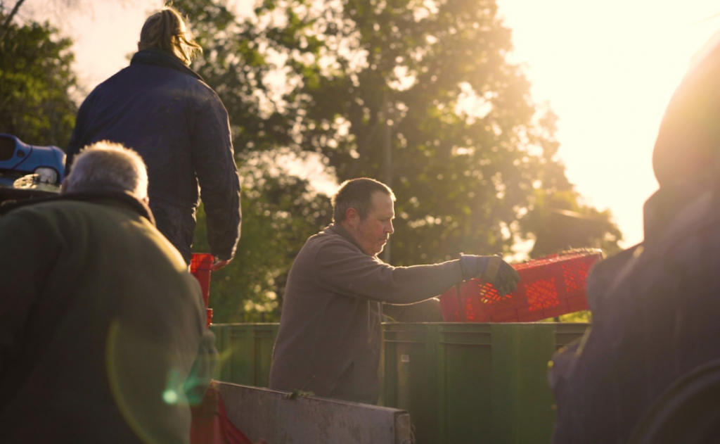Harvest at Bolney Estate in the setting sun