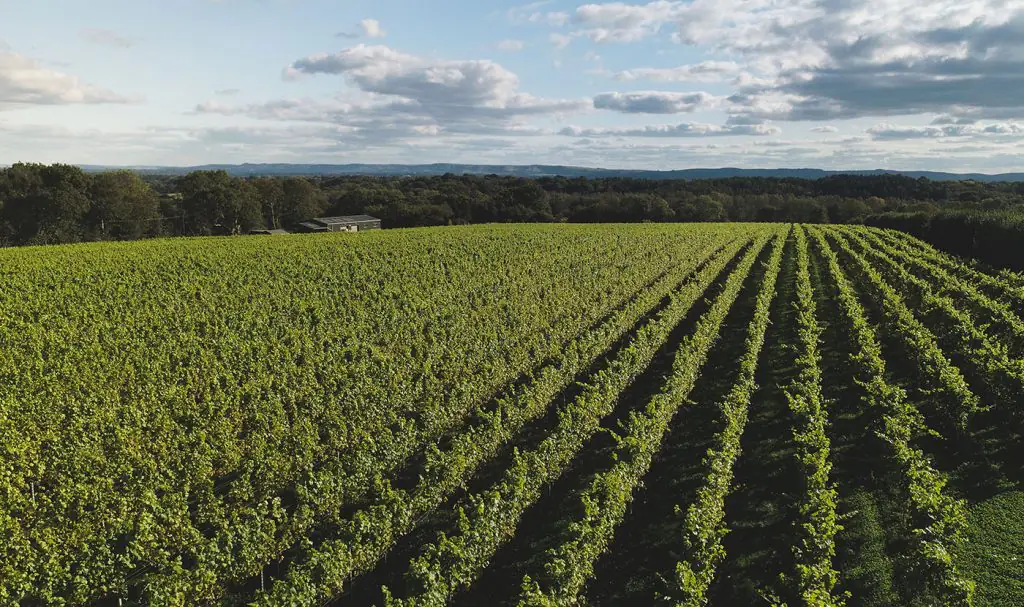 Bolney Wine Estate green vines
