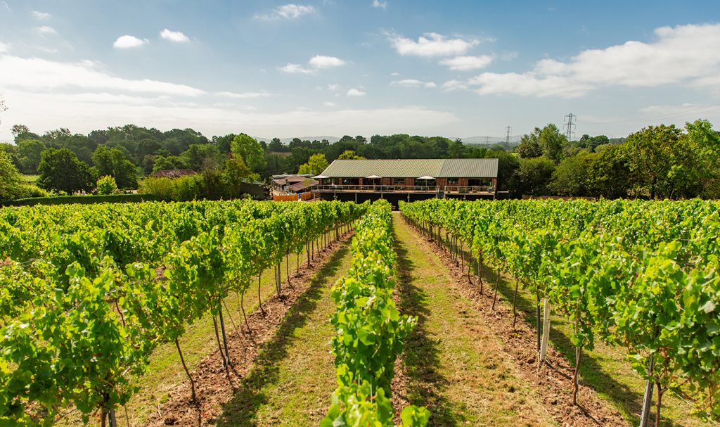 Bolney Estate English vineyard with green leafy vines in the summertime