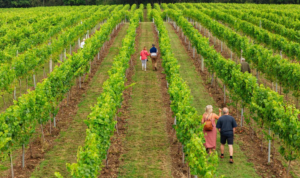 People touring the Bolney Estate vineyard in Sussex