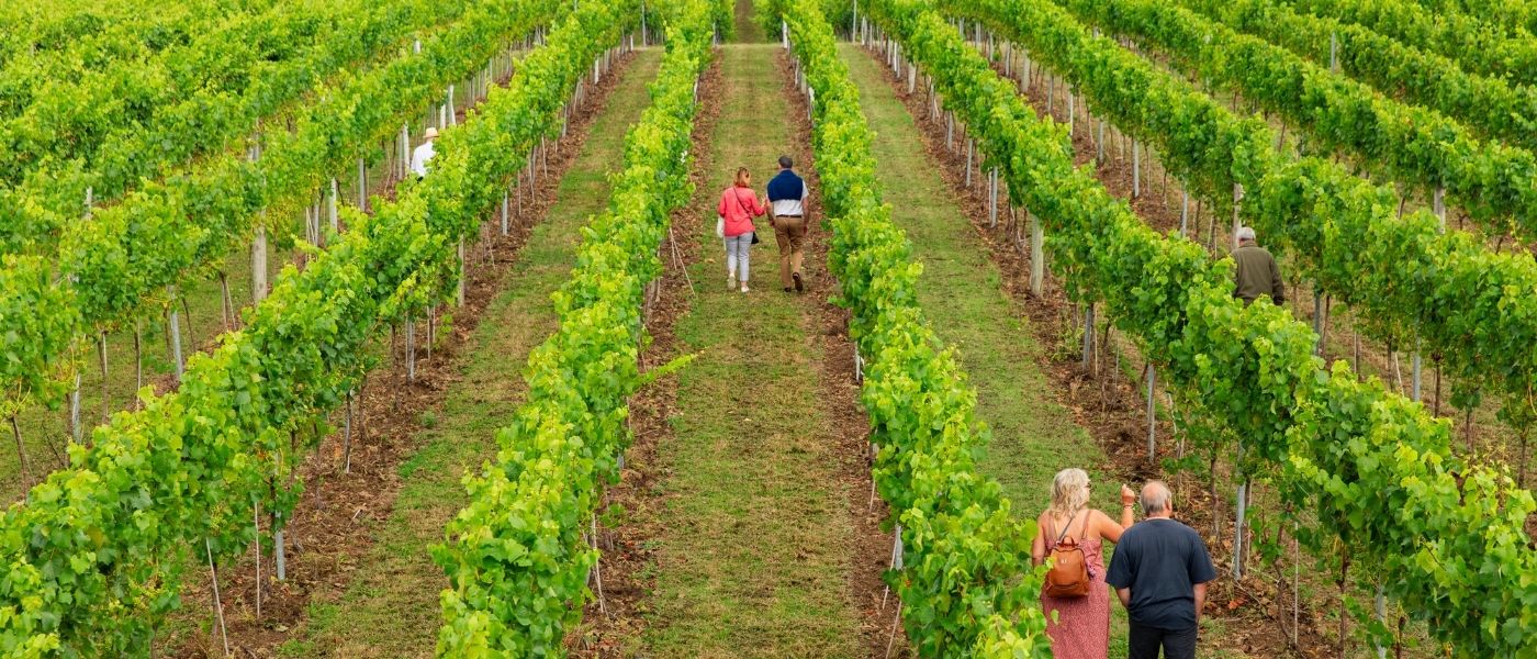 Bolney Wine Estate Vineyard Tour, Wine Tasting & English Wine