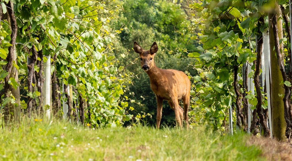 Wild deer at Bolney Wine Estate vineyard
