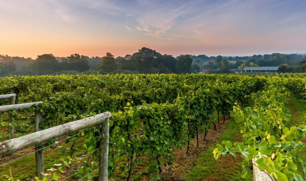 Over 20 of the best vineyards in the UK you can visit - Bolney Wine Estate
