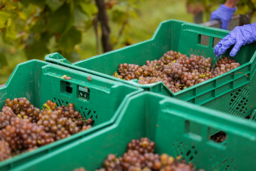 Crates full of black grapes at Bolney Estate