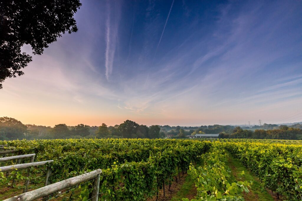 Bolney wine estate view of the vines in summertime