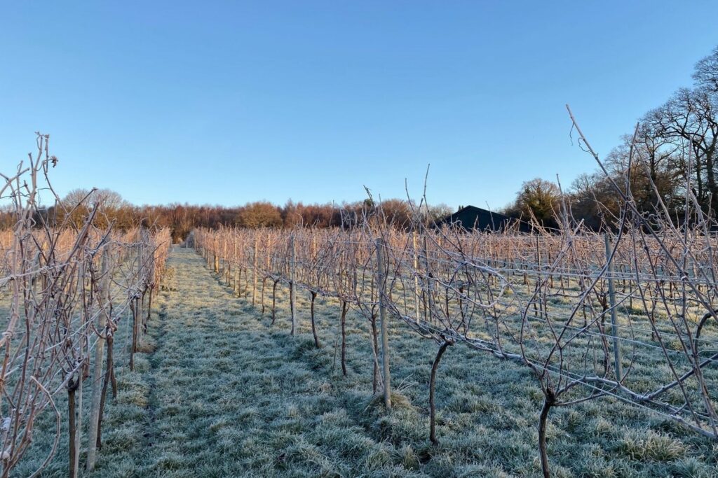 Bolney Estate dormant vines during winter
