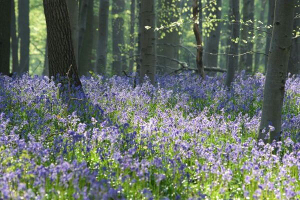 Bluebells in the forest