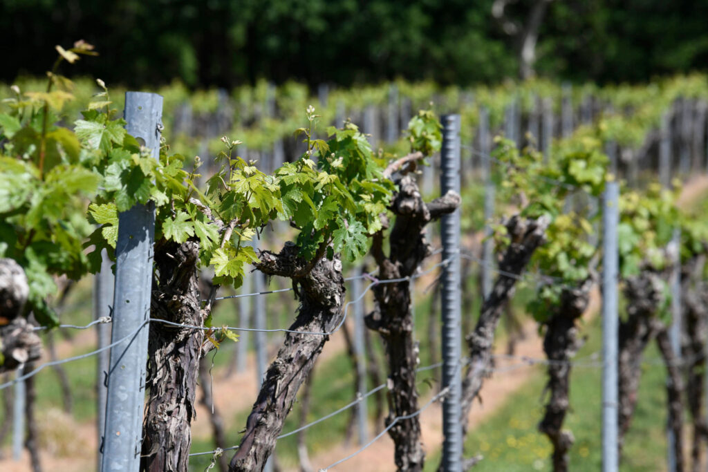 Rows of new vines planted at Bolney Wine Estate