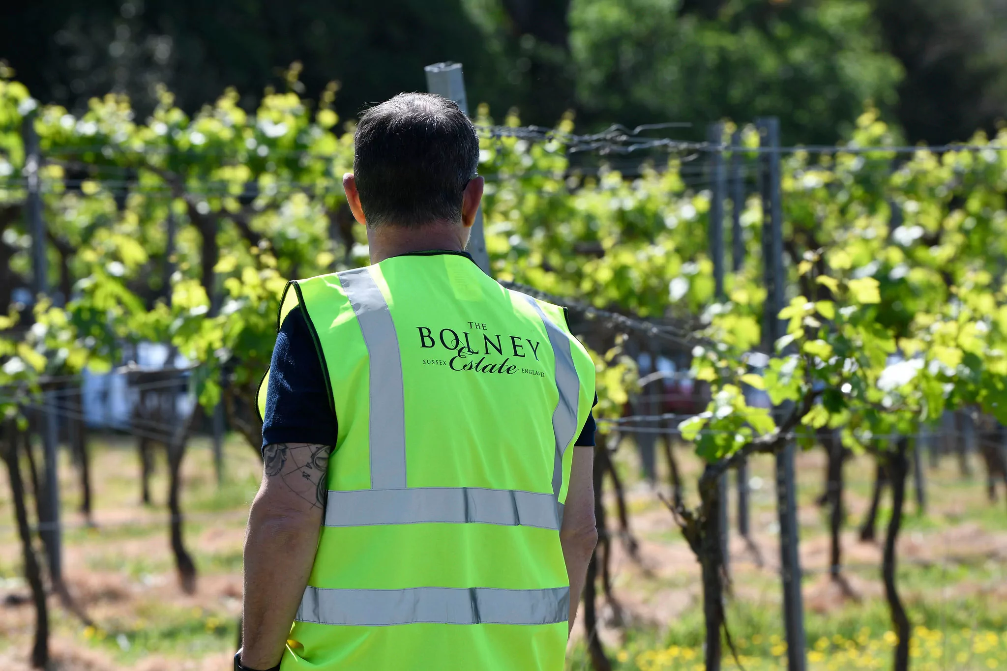 A man in a high-vis jacket touring new vines at Bolney Wine Estate