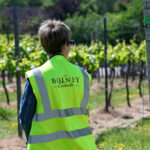 A lady in a high-vis jacket touring the new vines at Bolney Wine Estate