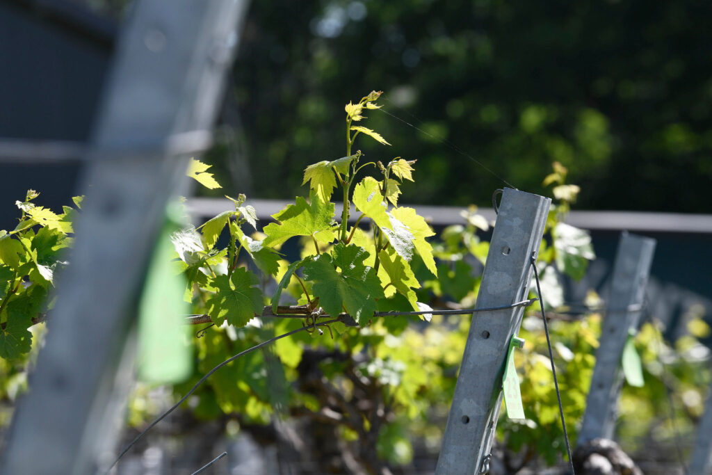 New vines planted at Bolney Wine Estate