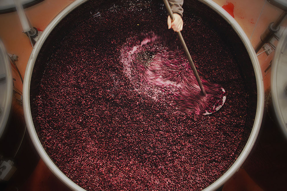 fermentation wine