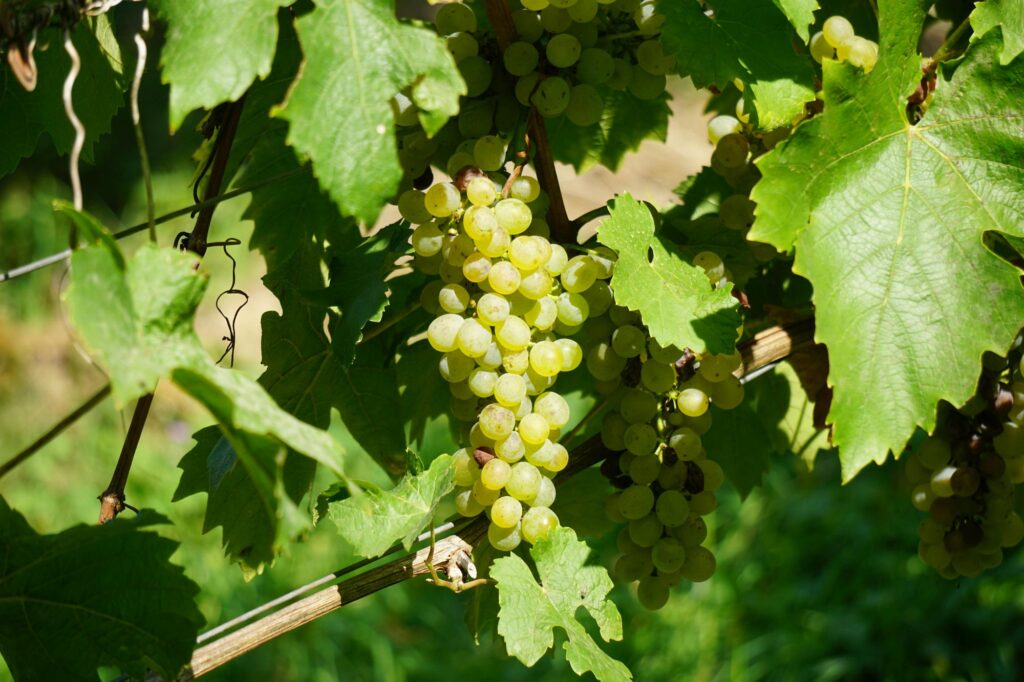 Green grapes on vine