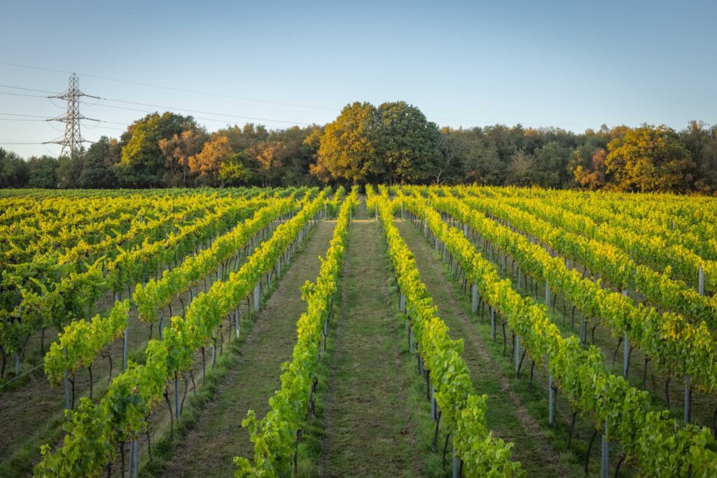 Lush green vines at Bolney Estate in West Sussex