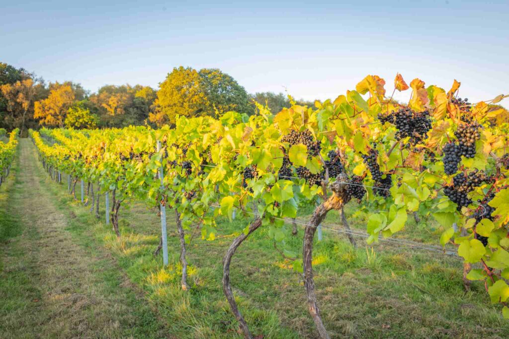 Black grapes on the vines at Bolney Wine Estate