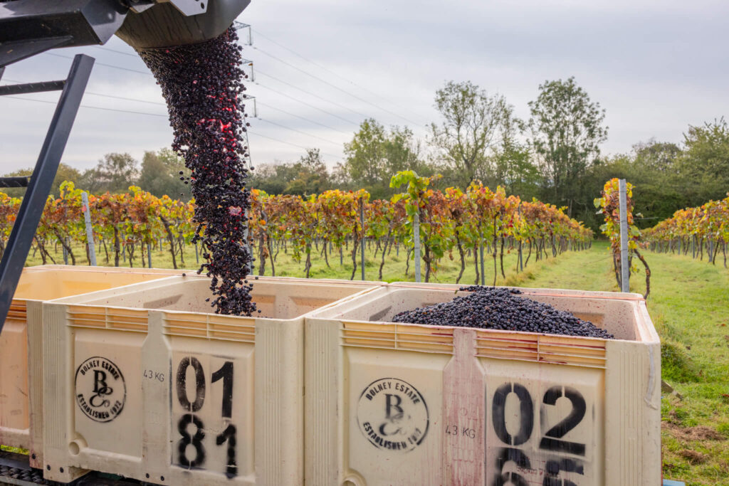 Harvested grapes loaded into crates