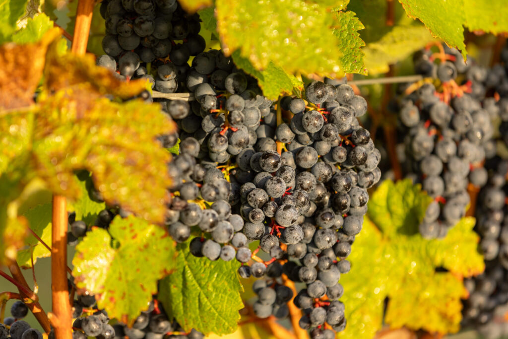 Bolney Estate black grapes ready to harvest in England