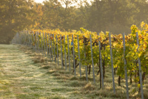 A cold autumn morning at Bolney vineyard, England