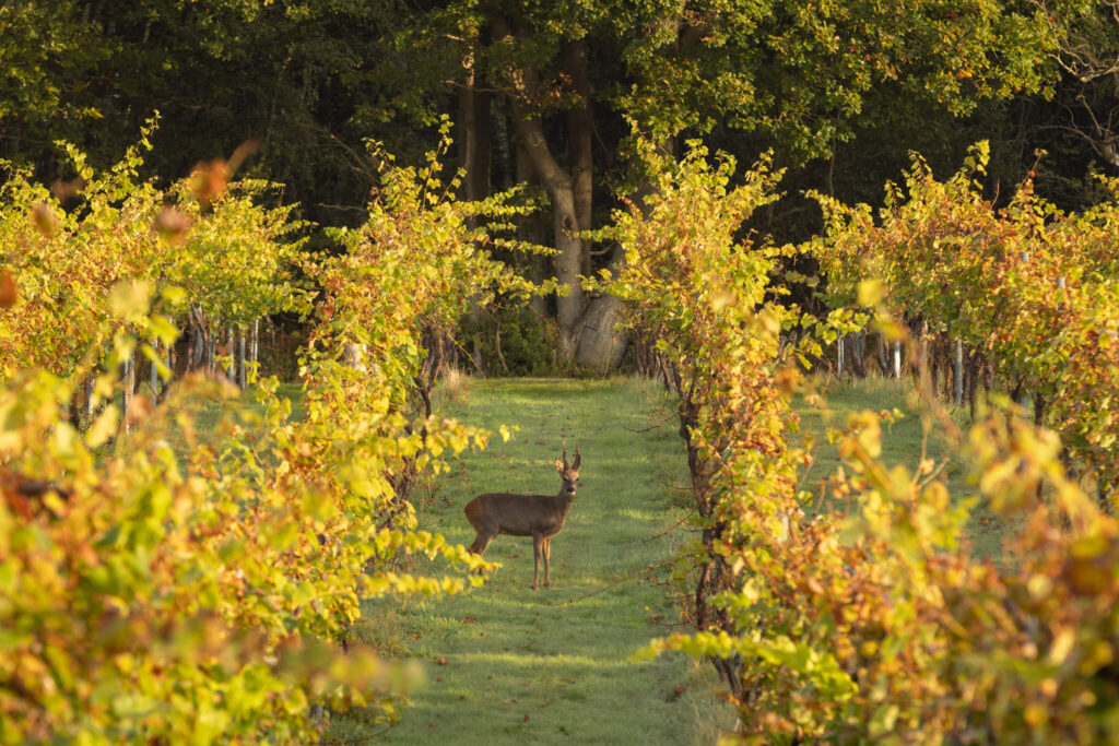 Bolney Estate harvest with wild deer visitors