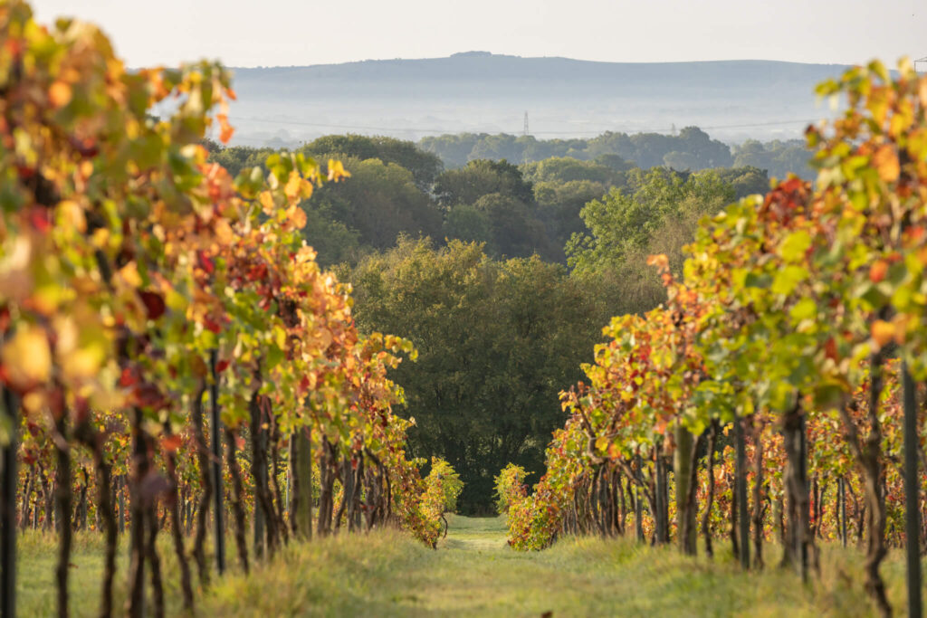 Golden vineyard in the English countryside