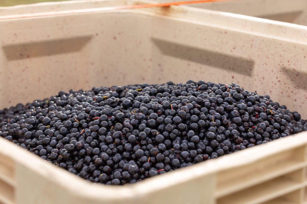 Harvested English black grapes in crates