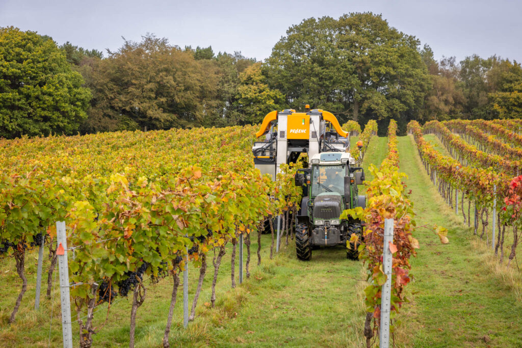 Tractor harvesting grapes on Bolney Estate in Sussex