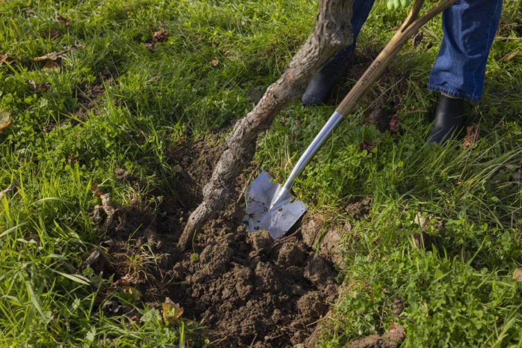 A lady with a shovel digging up an old vine as part of the Bolney Estate grubbing project