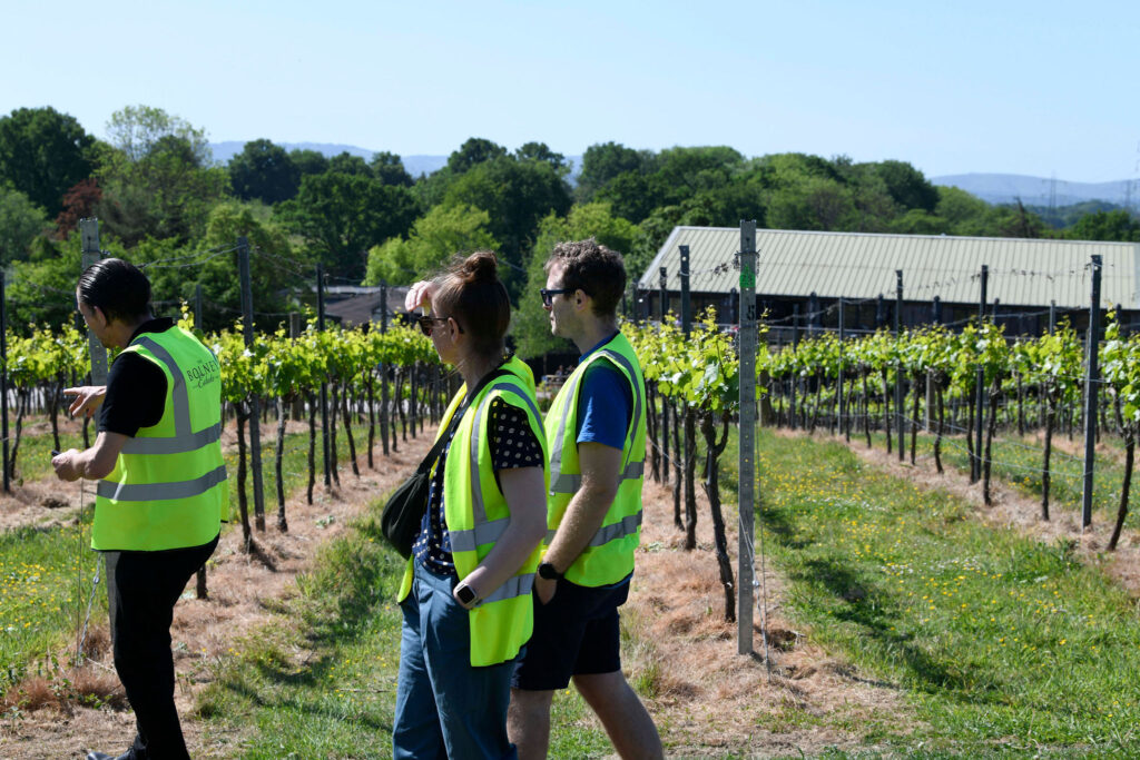 A group of visitors looking at the grub up project at Bolney Wine Estate 2025