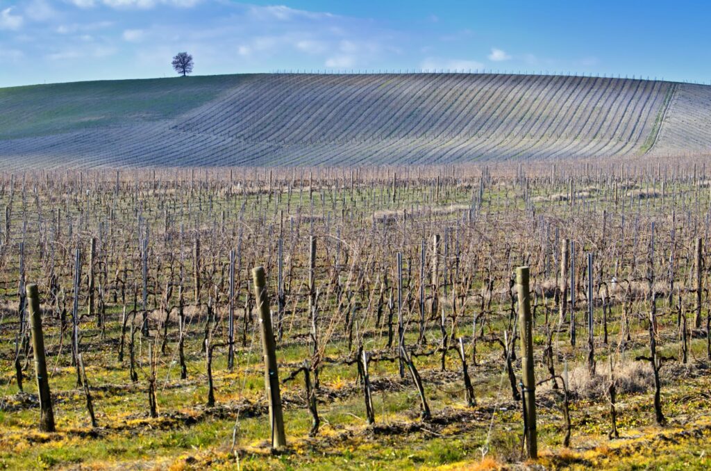 A vineyard in the winter with green grass and blue skies