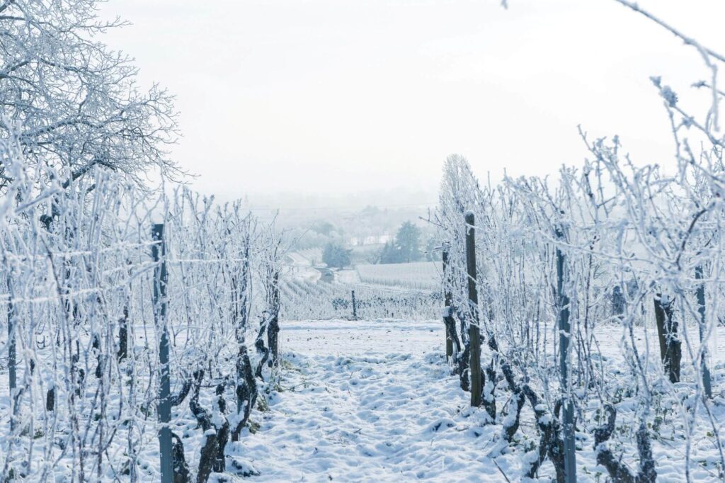 A vineyard with thick snow