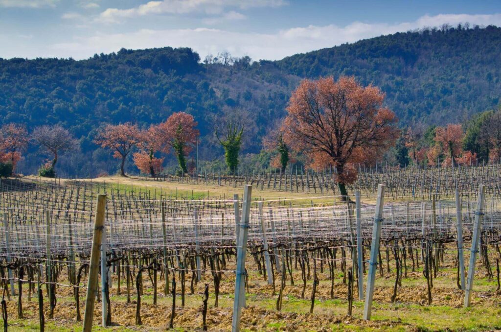 Bare vines in a vineyard during winter time