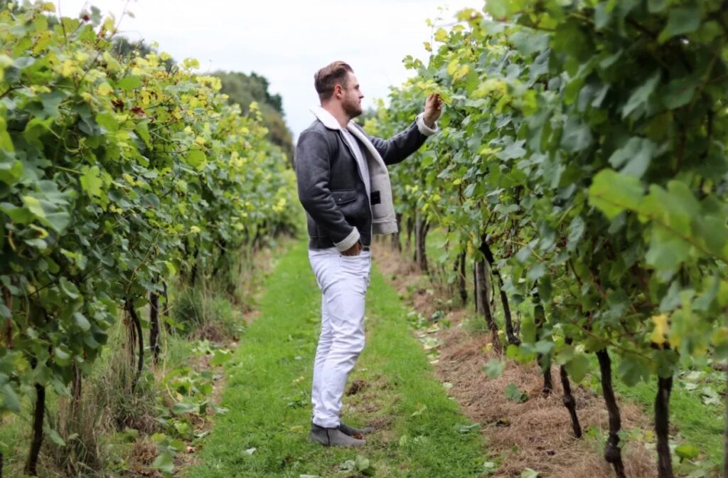 Man looking at the vines at Bolney Estate