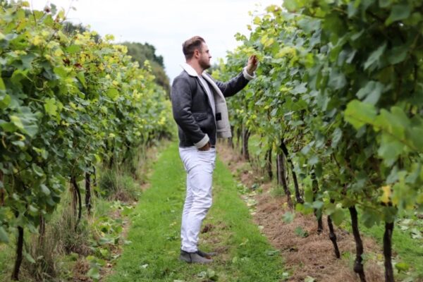 Man looking at the vines at Bolney Estate