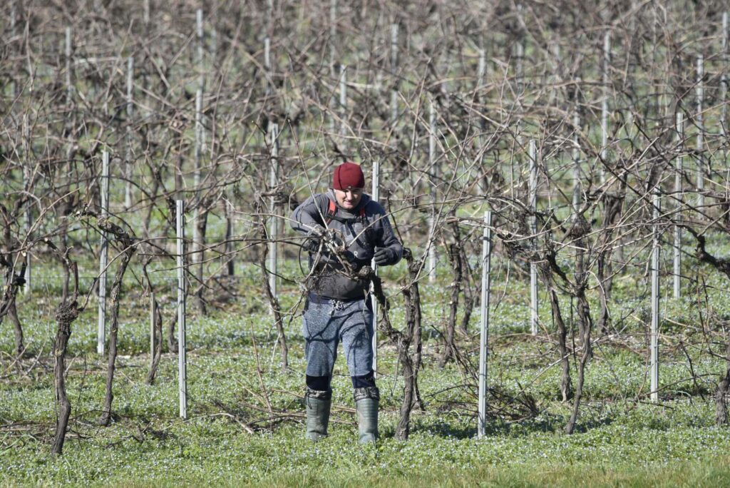 Man pruning bare vines in a vineyard