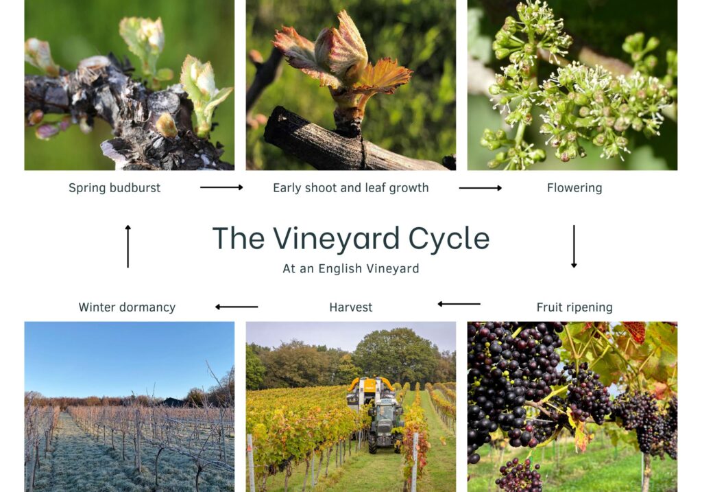 An infographic showing the vineyard cycle of an English vineyard