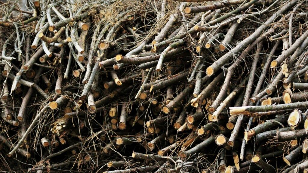 A brush pile of cut branches ready for recycling