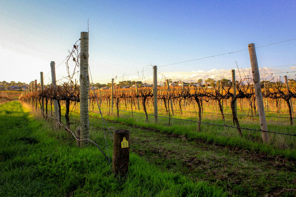 Winter vines with blue skies and green grass