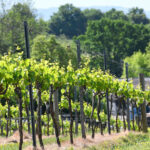 Bolney Estate green spring vineyard in West Susex