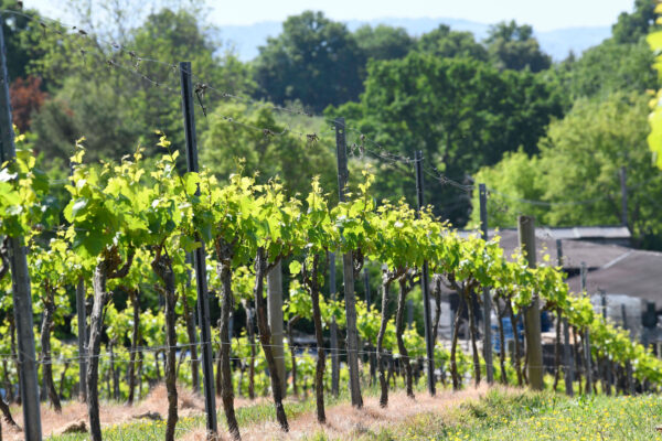 Bolney Estate green spring vineyard in West Susex