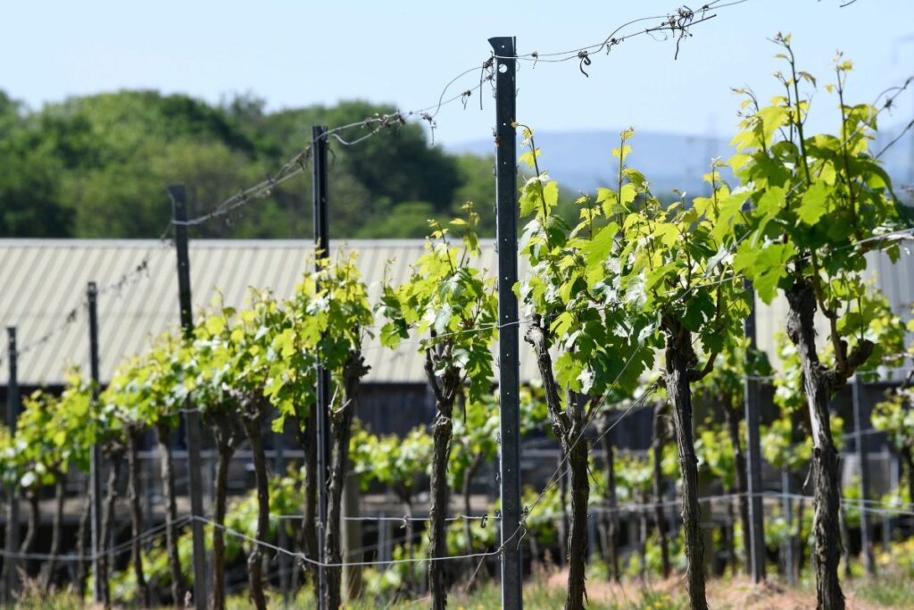 Spring green vines at Bolney Wine Estate in England