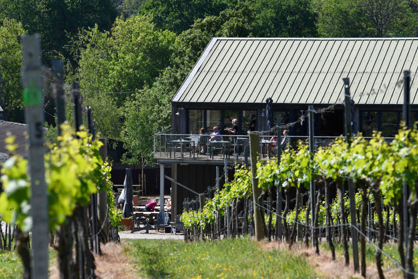 Pioneers of English Wine Since 1972