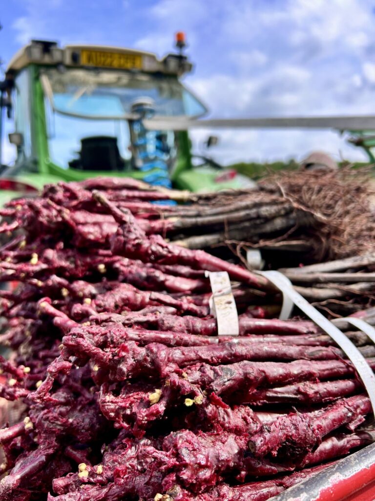 A Bundle of Vine Roots at Bolney Wine Estate