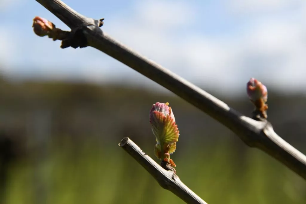 A new bud during spring at an English vineyard