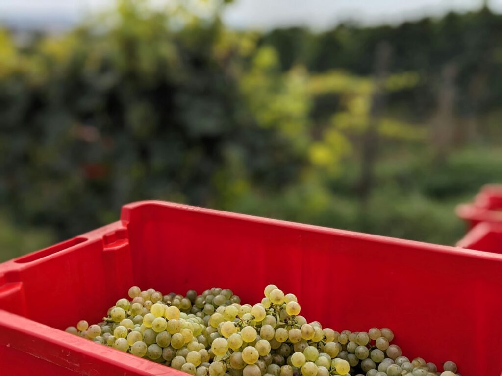 A red crate full of green grapes from harvest