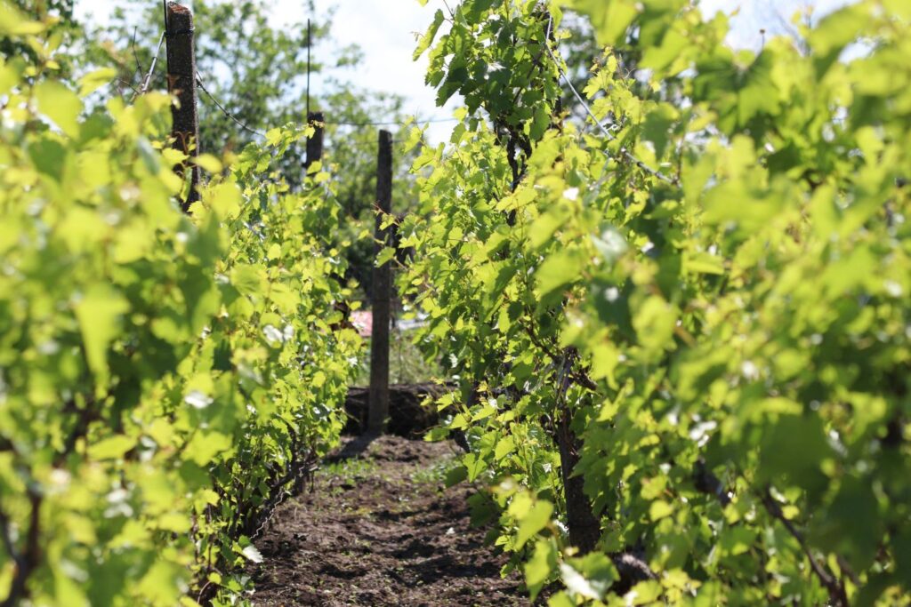 Rows of leafy vines in full summer leaf at an English vineyard