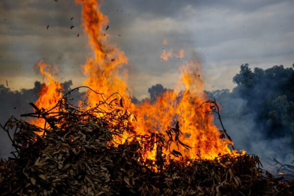 58 Tonnes Of Old Vines Recycled: Our Replanting Project Update