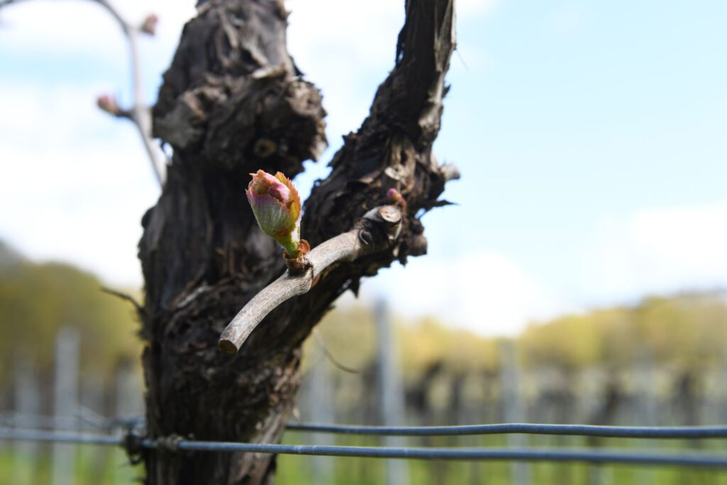 Budburst on vines at Bolney Wine Estate in spring