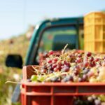 Close-up of harvested grapes in a crate with a vineyard and truck in the background